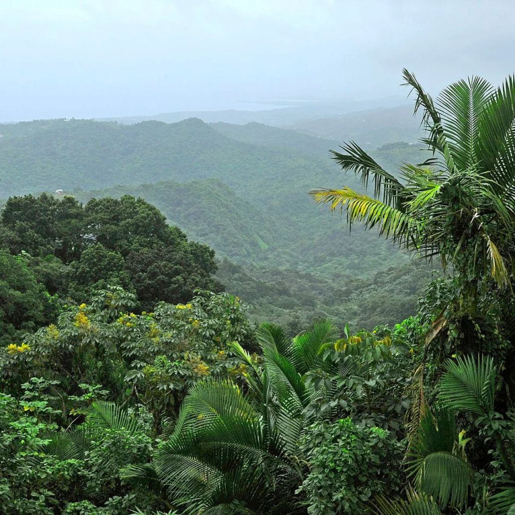 Embora possam causar um pouco de apreensão, a Floresta Nacional de El Yunque é encantadora e tranquila.