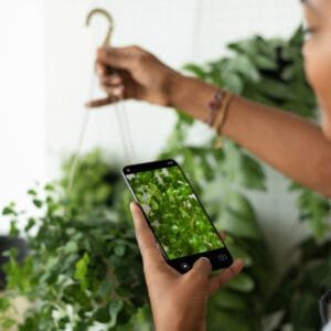 10 Aplicativos Incríveis para Identificar Plantas pelo Celular